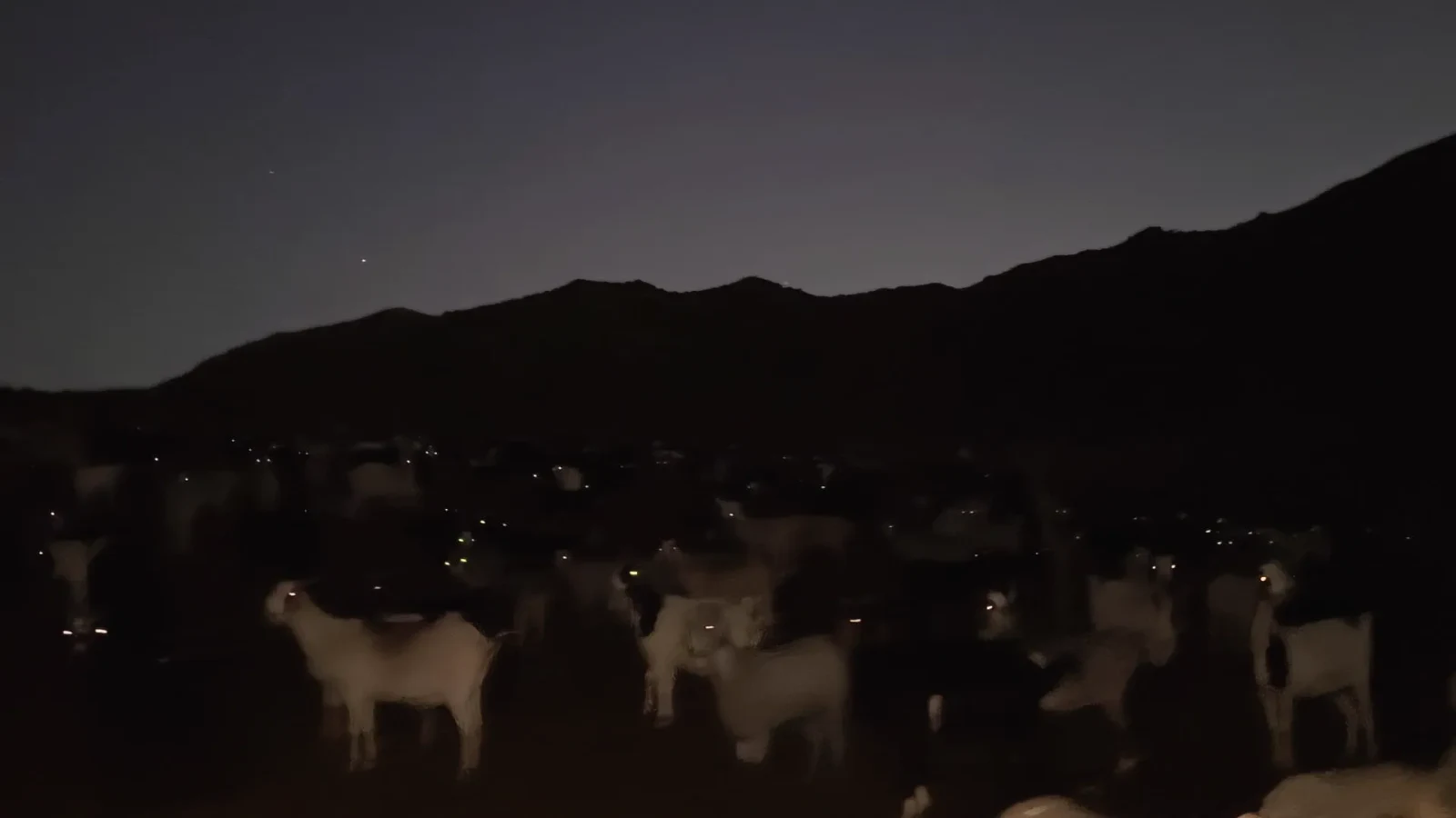Las cabras en la noche serrana